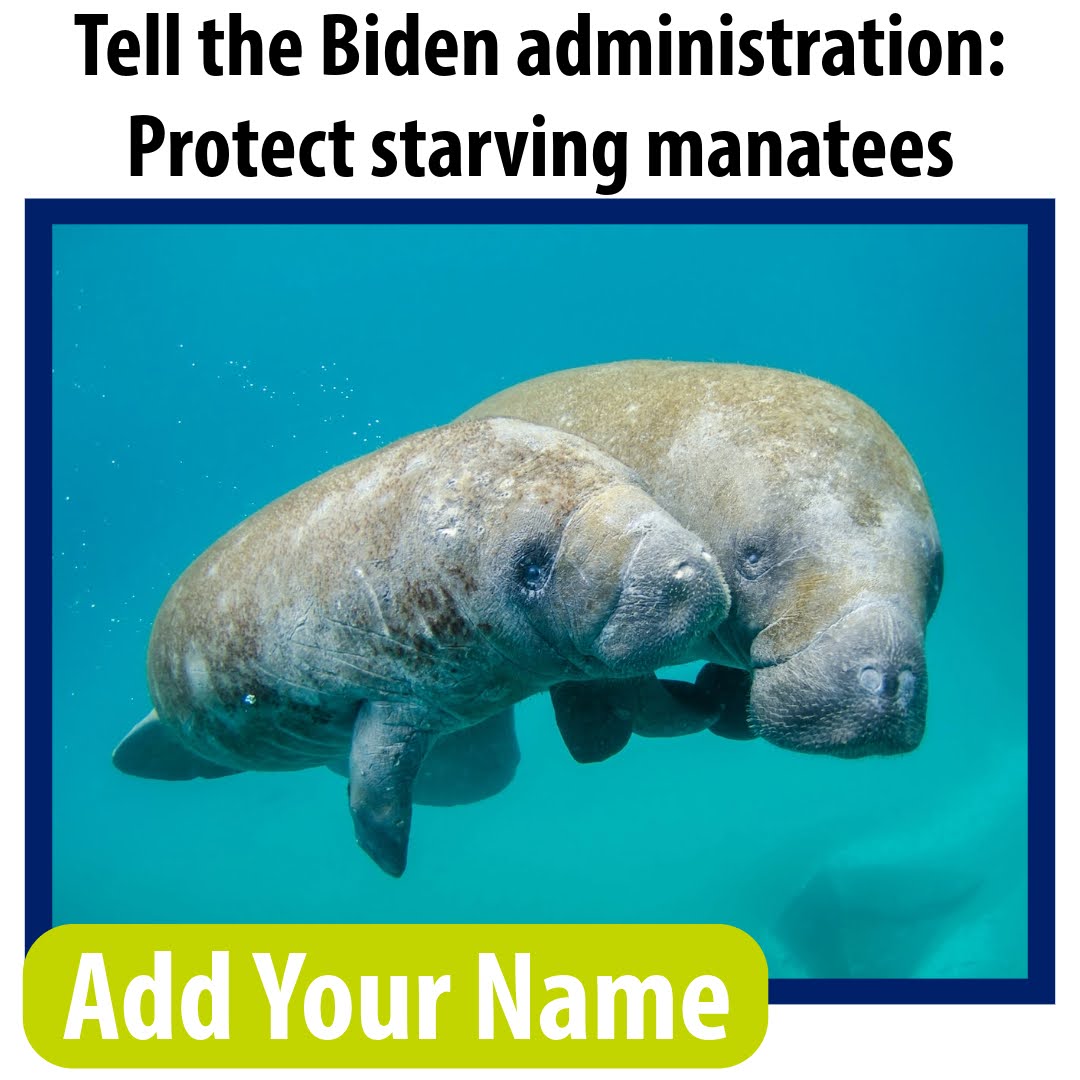 Tell the Biden administration: Protect starving manatees. Add your name