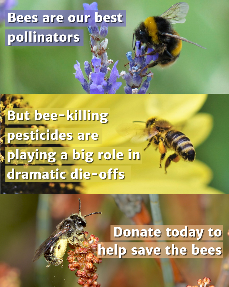 Donate today to help save the bees