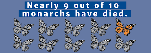 Nearly 9 out 10 monarchs have died