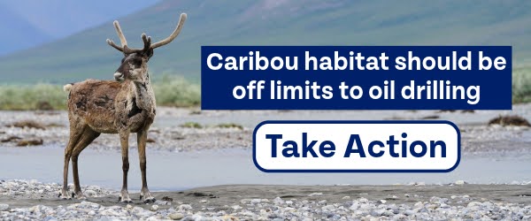 Caribou habitat should be off limits to oil drilling. Take Action