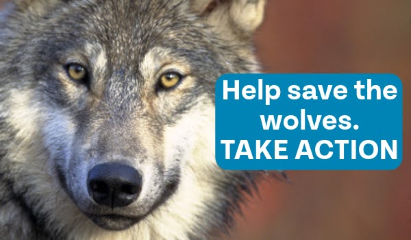 help save the wolves. TAKE ACTION