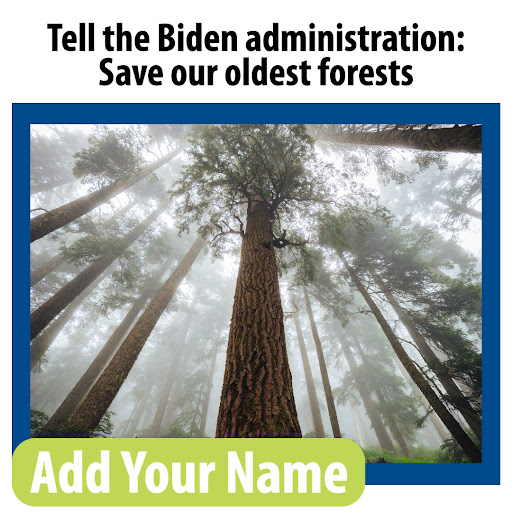 Tell the Biden administration: Save our oldest forests. Add your name