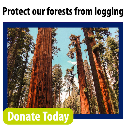 Protect our forests from logging. Donate Today