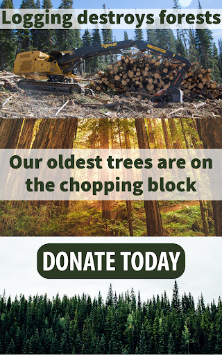 Logging destroys forests. Donate today.