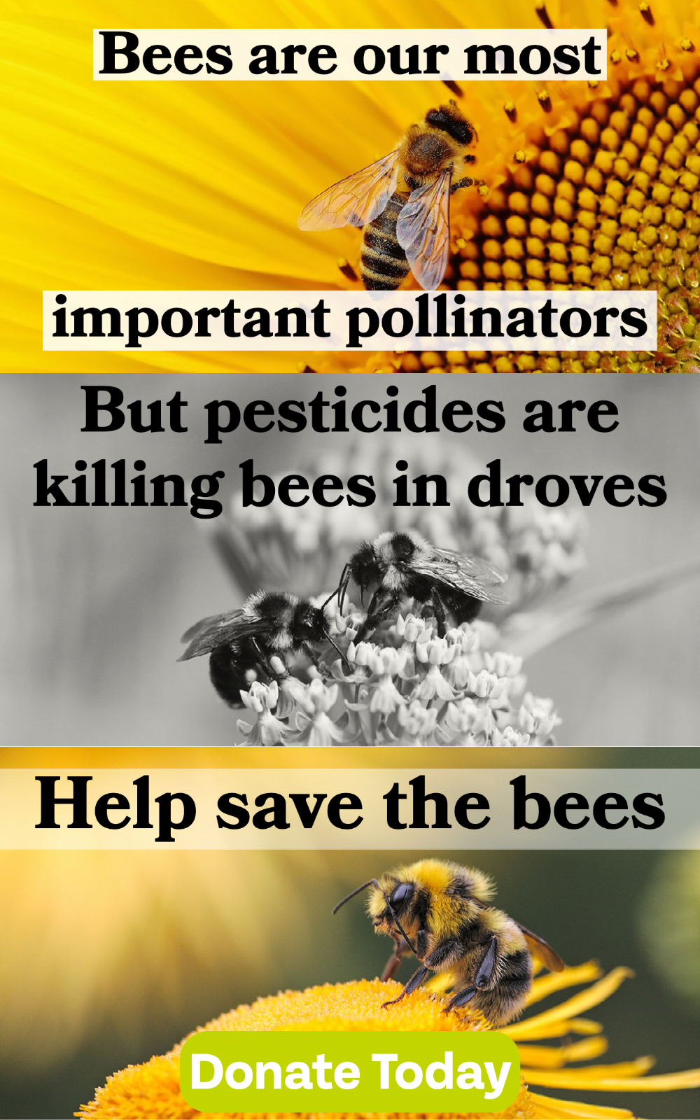 Help save the bees