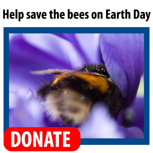 Help save the bees on Earth Day. DONATE