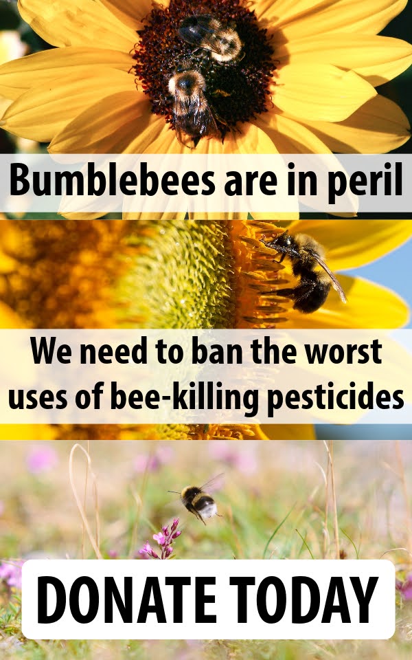 Bumblebees are in peril Donate