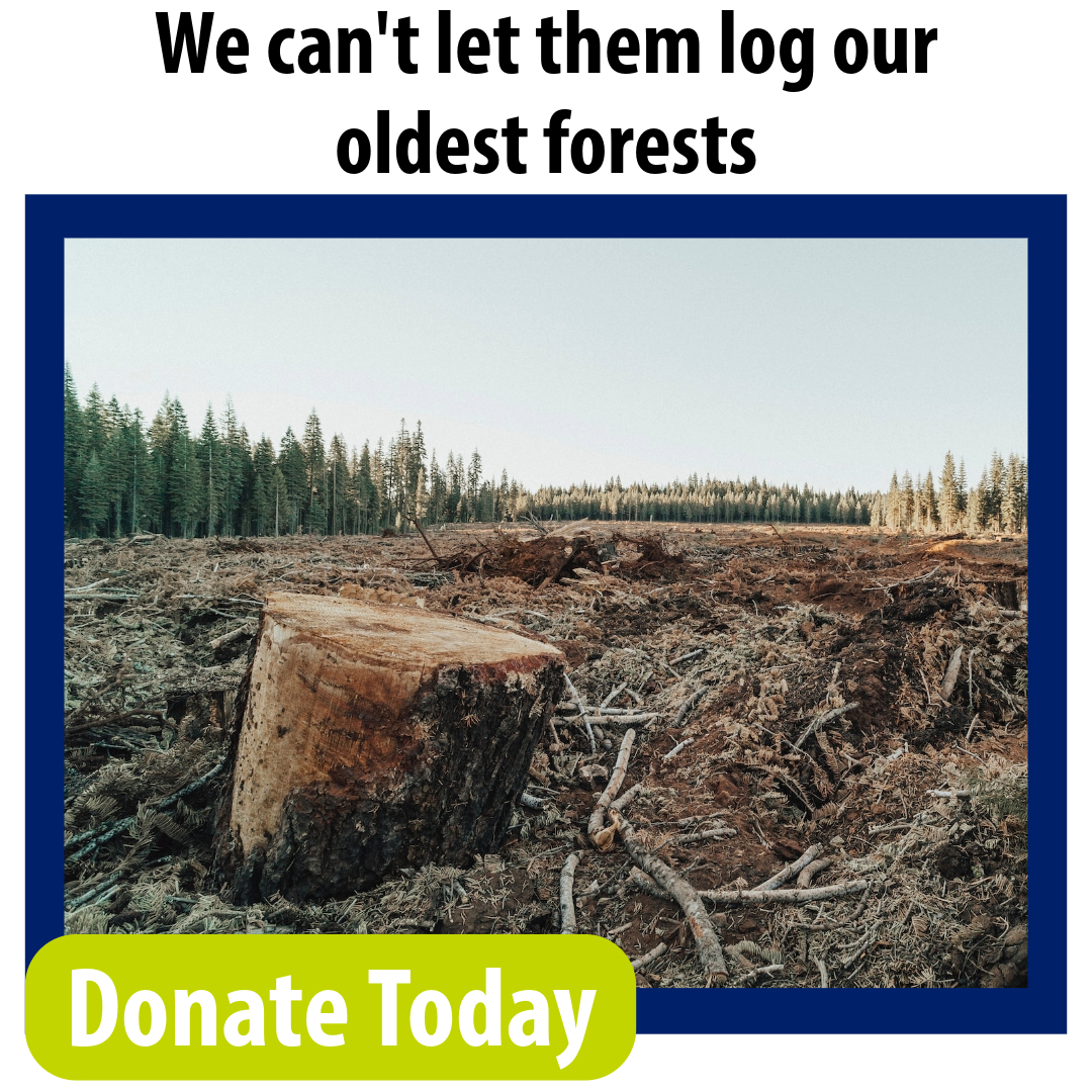 We can't let them log our oldest forests. Donate Today