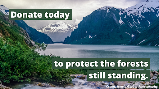 Take action today to protect the forests still standing.