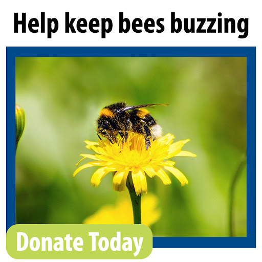 Help keep bees buzzing. Donate Today