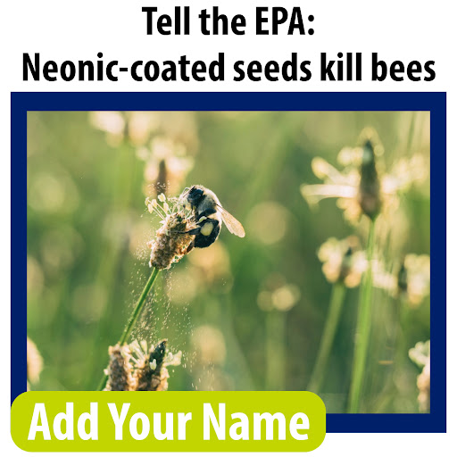 Tell the EPA: Neonic-coated seeds kill bees. Add your name