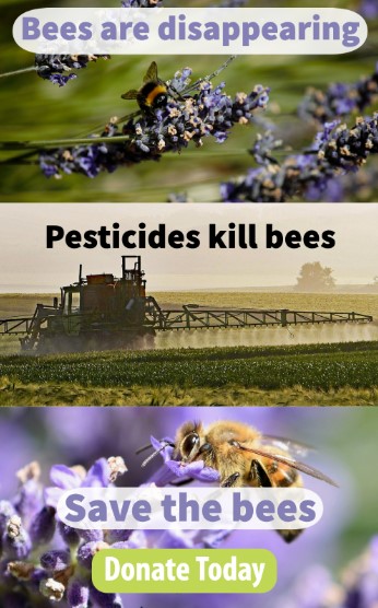 Bees are disappearing Pesticides kill bees donate today to help save the bees