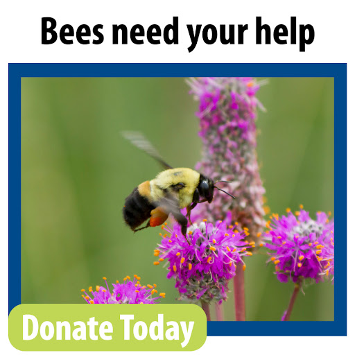Bees need your help. Donate Today