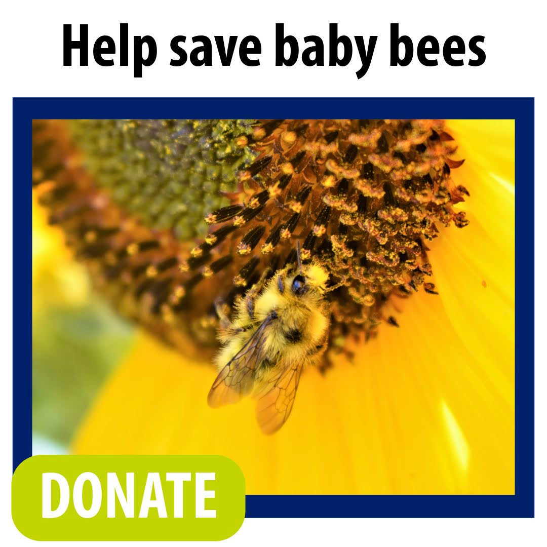 Help save baby bees. Donate