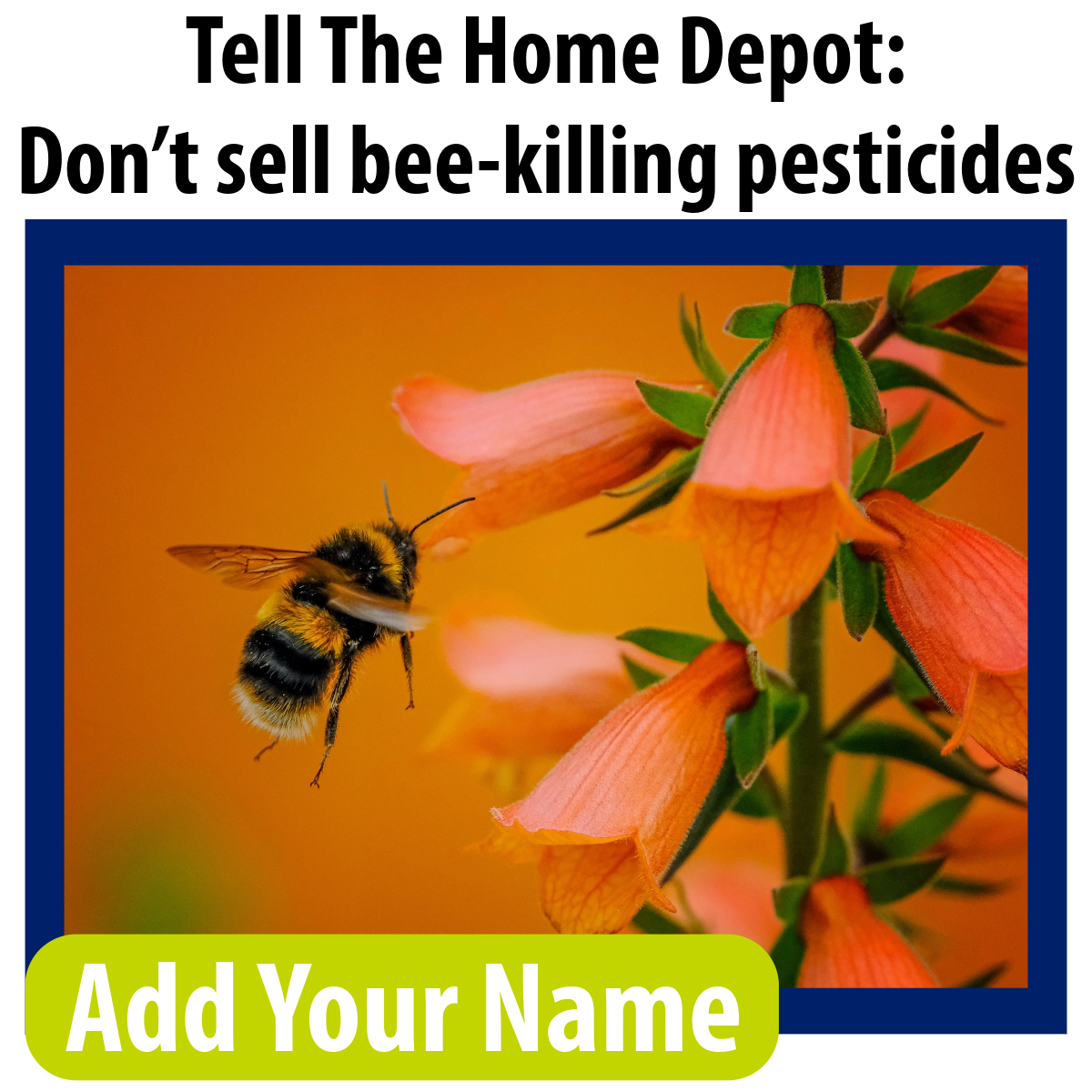 Tell The Home Depot: Don't sell bee-killing pesticides. Add your name
