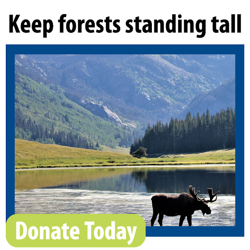 Keep forests standing tall. Donate Today