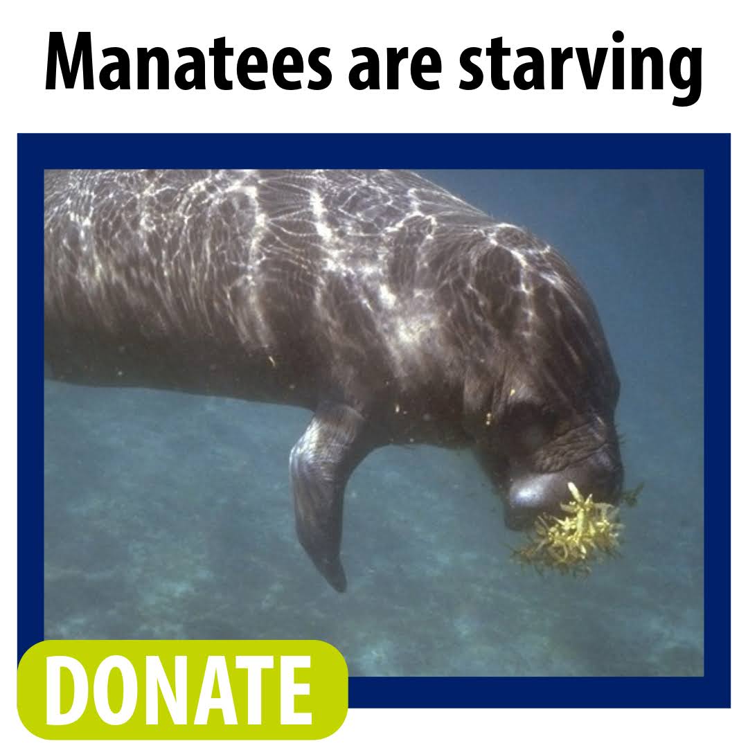 Manatees are starving. DONATE