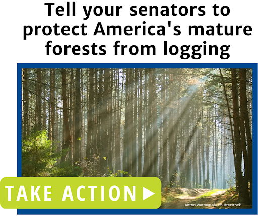 Tell your senators to protect America's mature forests from logging.