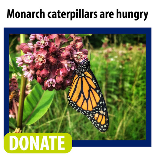 Monarch caterpillars are hungry. Donate