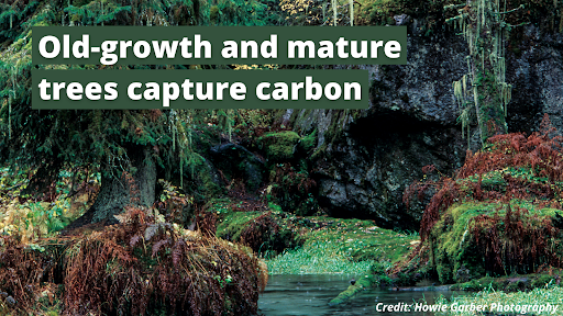 Old-growth and mature trees capture carbon