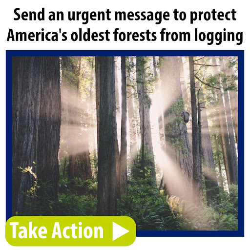 Send an urgent message to protect America's oldest forests from logging. Take Action