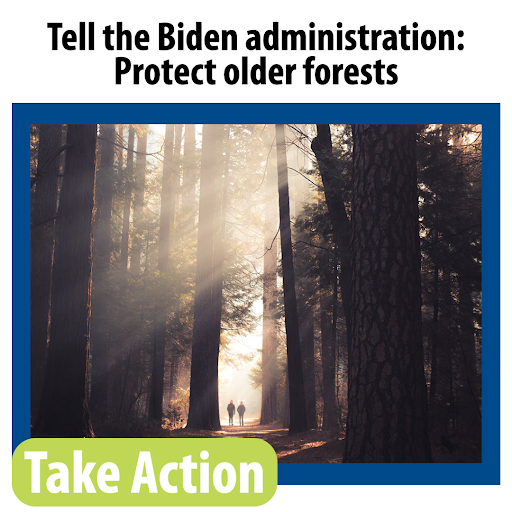 Tell the Biden administration: Protect older forests