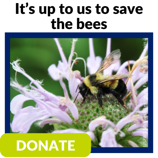 It's up to us to save the bees. Donate today.