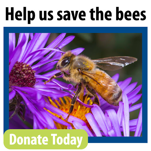 Help us save the bees. Donate Today