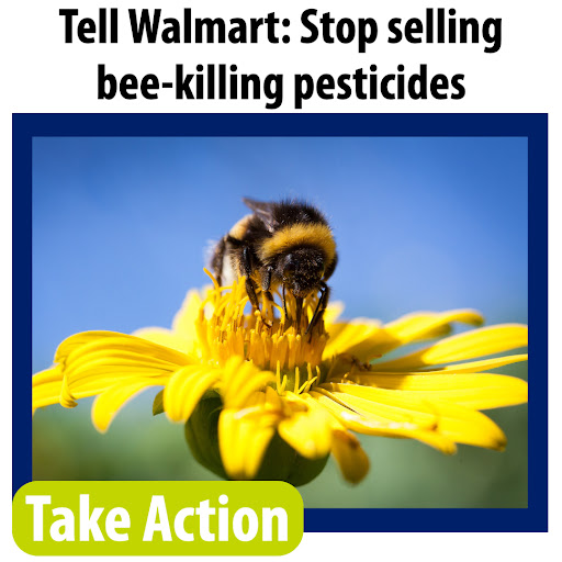 Tell Walmart: Stop selling bee-killing pesticides. Take action
