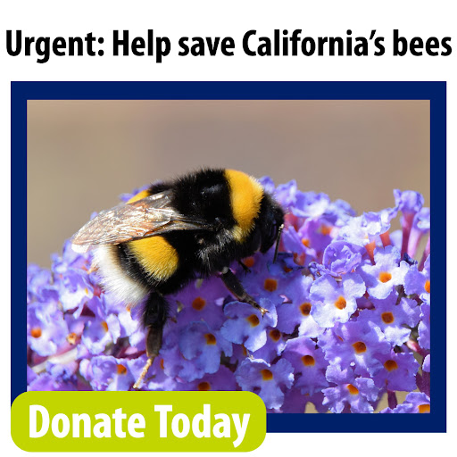 Urgent: Help save California's bees. Donate Today