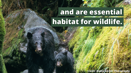 and are essential habitat for wildlife