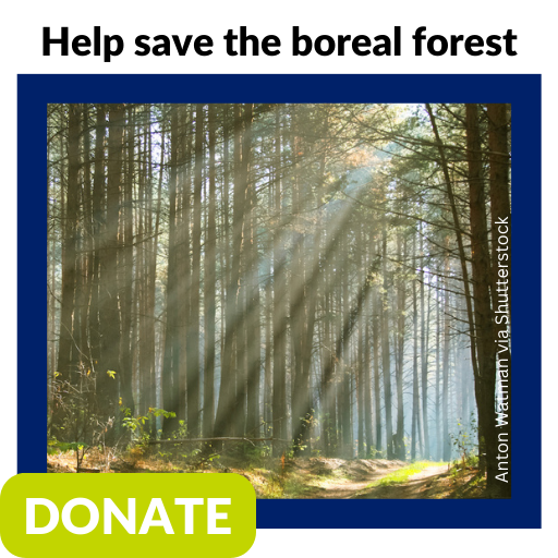 Help save the boreal forest. Donate today.
