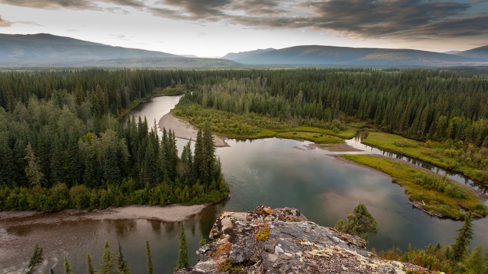 tell-costco-protect-the-boreal-forest