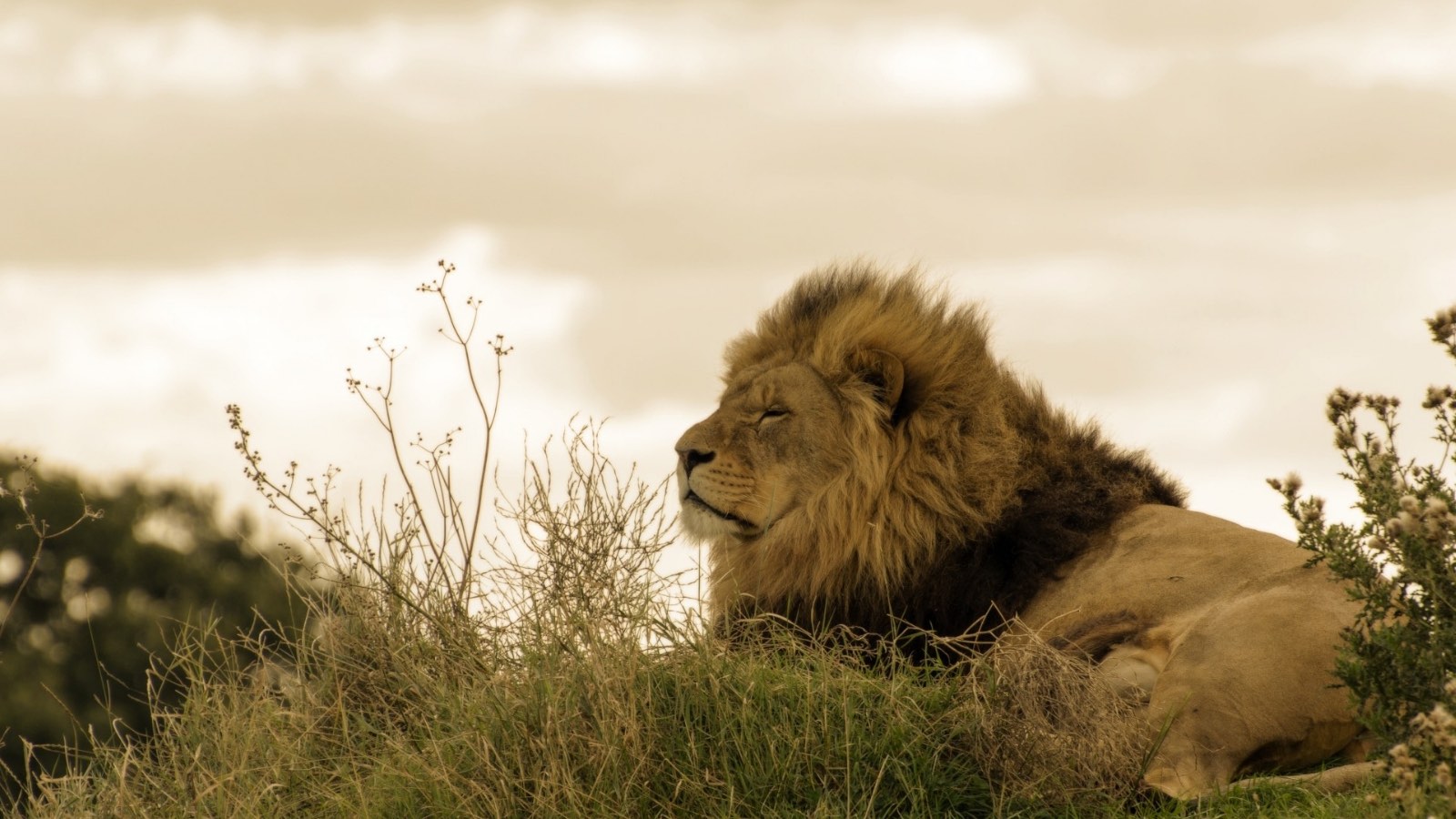 Tell Congress: Protect lions from trophy hunting