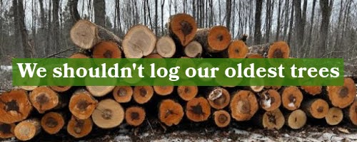 We shouldn't log our oldest trees