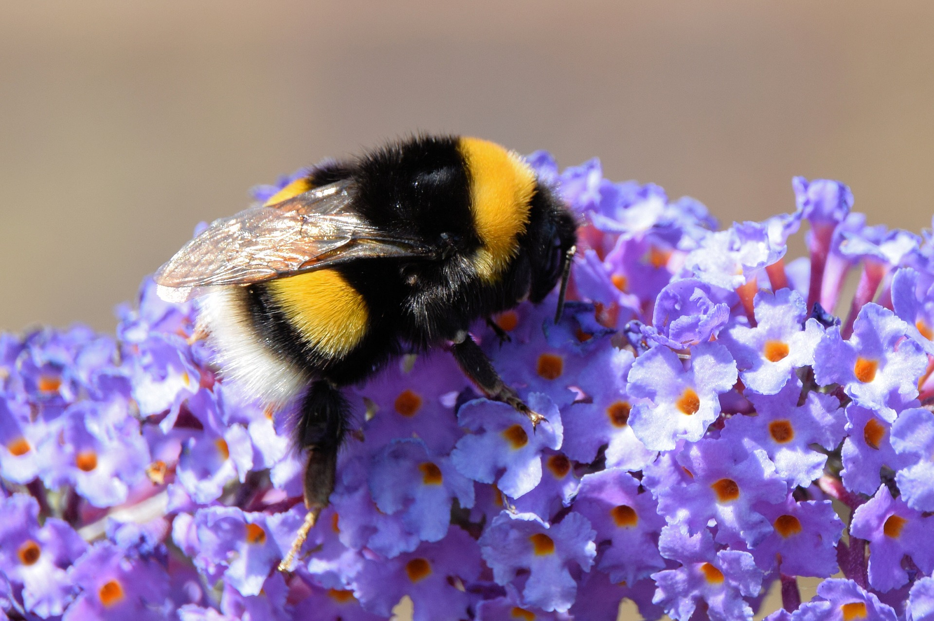 Пчелы и ветер. Пчела. Бабочка Шмель. Бабочки и пчелы на цветах. Шмель на цветах.