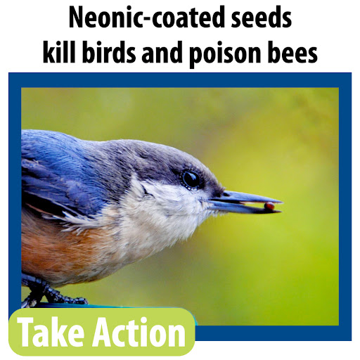 Neonic-coated seeds kill birds and poison bees. Take Action