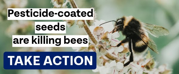 Pesticide-coated seeds are killing bees. Take Action.