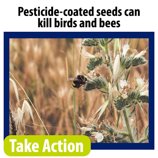 Pesticide-coated seeds can kill birds and bees. Take action